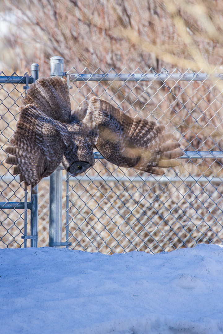 A Great Gray Owl Dives for Dinner.