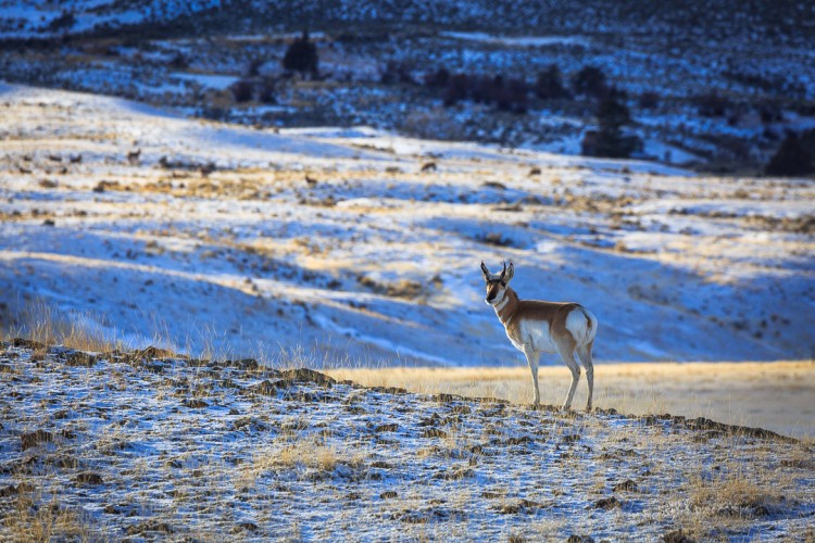 Pronghorn Antelope in Yellowstone National Park.