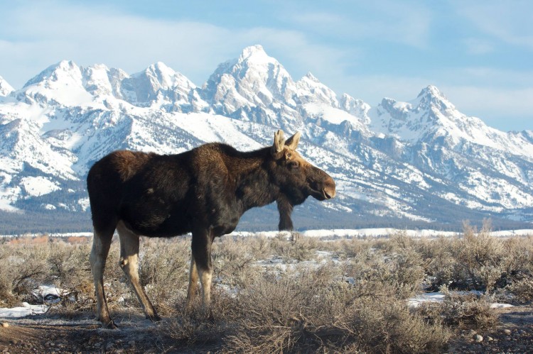 Bull moose in Grand Teton National Park