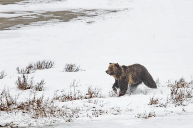 yellowstone-grizzley