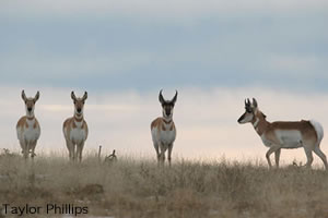 tours wildlife jackson hole eco grand teton