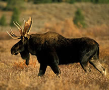 Grand Teton Moose