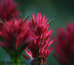 Indian Paintbrush