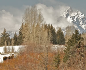 winter wildlife teton grand