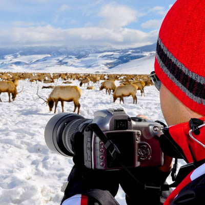 tour half winter wildlife teton grand yellowstone multi