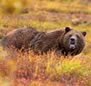 Grizzly