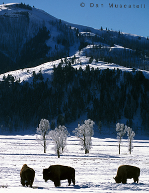 Winter Bison
