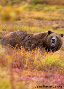 Grizzly Bear