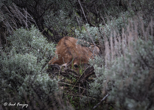 birthing season, greater yellowstone ecosystem births, calves and fawns, spring in the greater yellowstone ecosystem