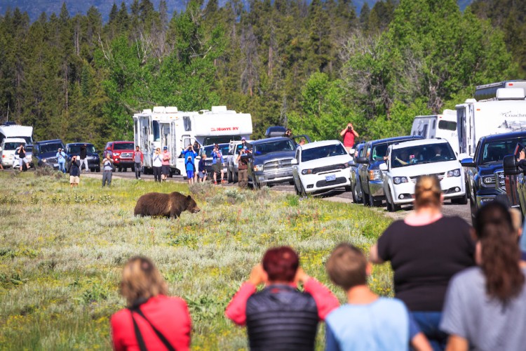 Respecting Wildlife in National Parks: How We Can All Be Stewards of the Land