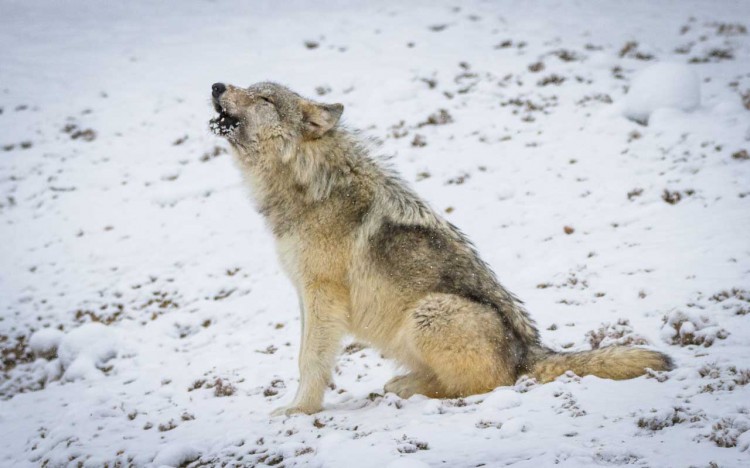 Research Revealed: A striking relationship between wolves & parasites ...