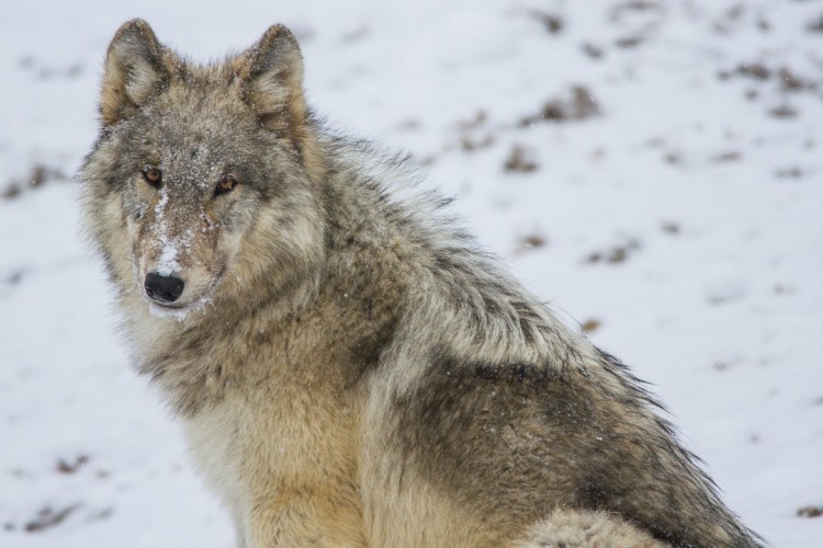 Jackson Hole EcoTour Wildlife Adventures | Finding the Wild Wolves of ...