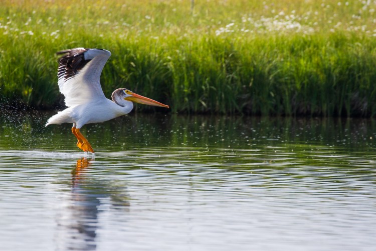 American White Pelicans nest in the Greater Yellowstone Ecosystem in summer.