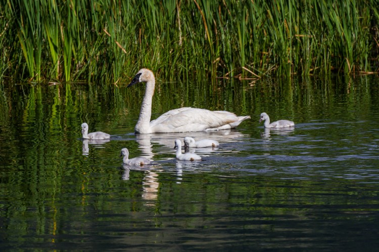Trumpeter Swans in Jackson Hole