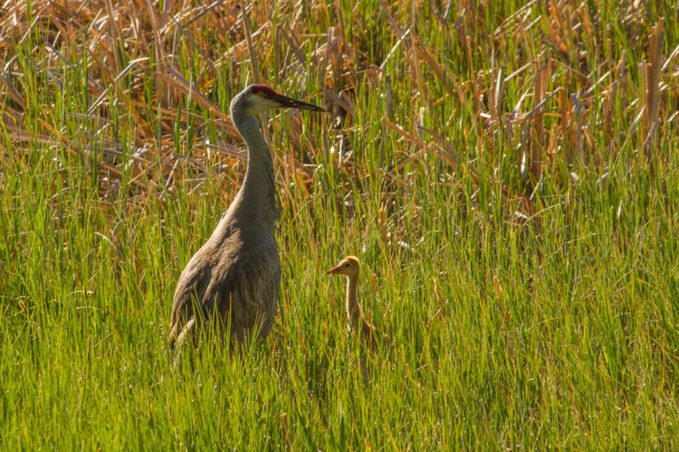 Sandhill Cranes in Jackson Hole