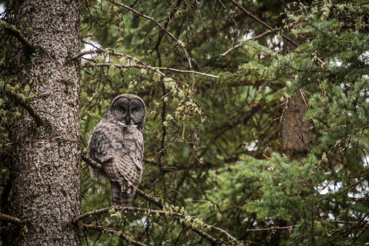 Great Gray Owl in Jackson Hole