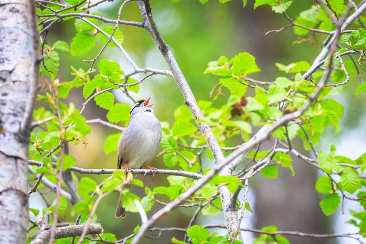 White Crowned Sparrow in Jackson Hole.