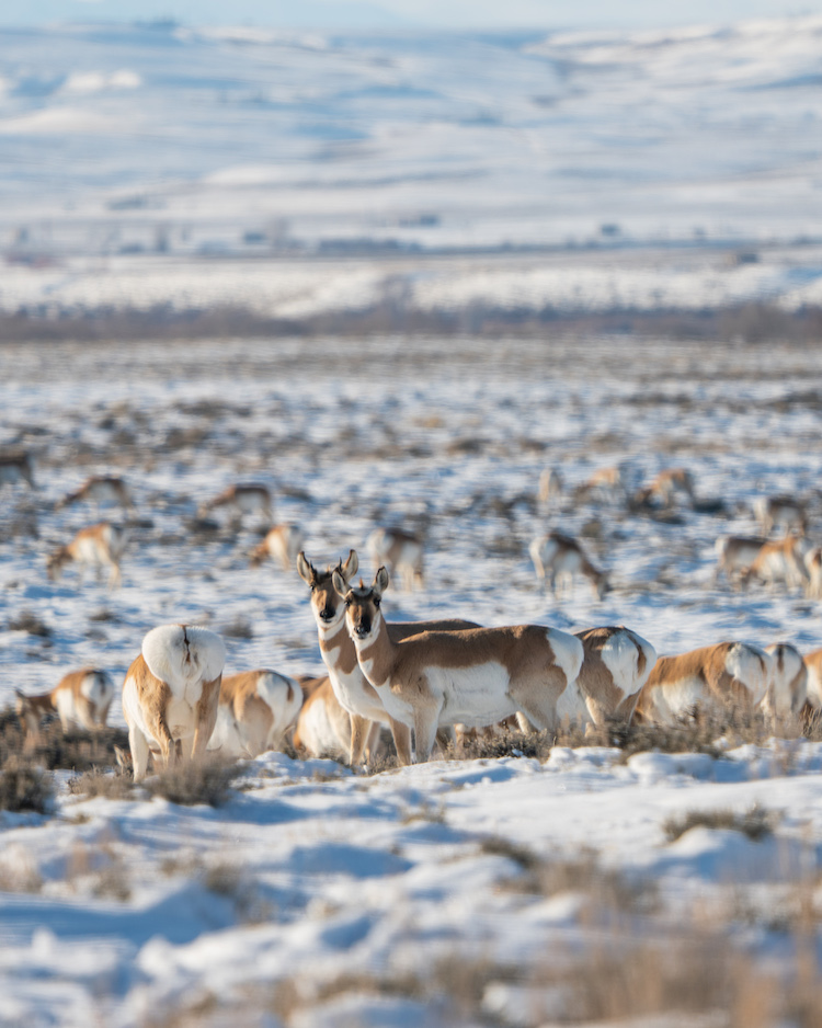 pronghorn antelope and winter mortality, pronghorn antelope and winter, Wyoming pronghorn antelope