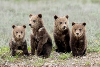 Grizzlies in the Greater Yellowstone Ecosystem Beat the Odds