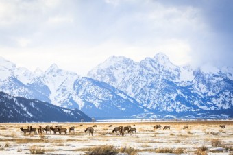 Wyoming’s Mammal Migrations Break Long Distance Records