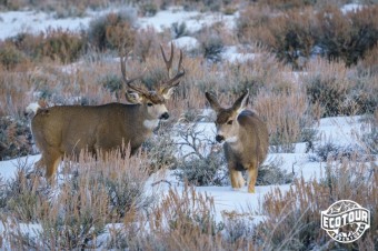 January 2021 Wildlife Log