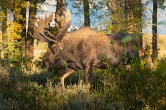 Research Revealed: Declining Moose Populations