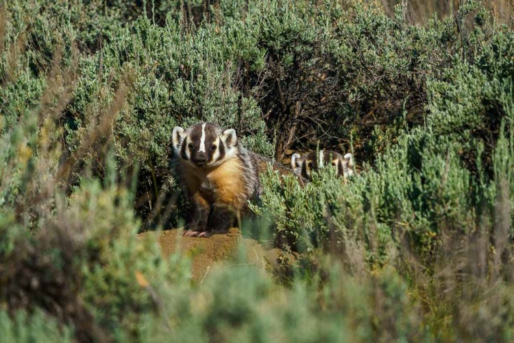 July Wildlife Log Grand Teton and Yellowstone