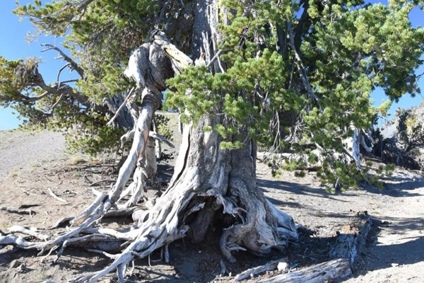 Whitebark Pine, Whitebark Pine In Grand Teton National Park, Whitebark 