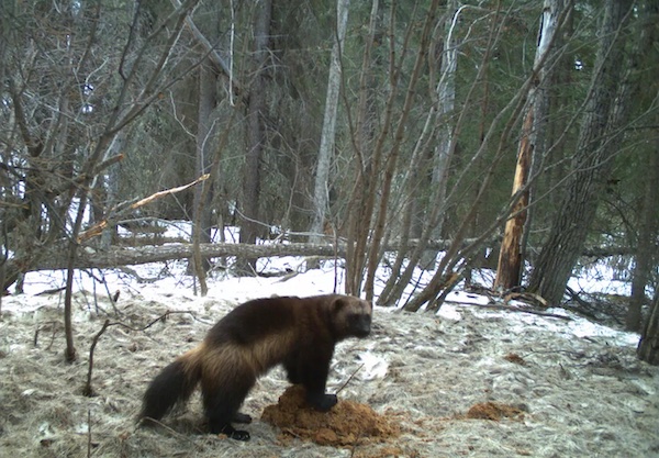 wolverines and the endangered species act, wolverine populations, wolverines in the Rocky Mountain west