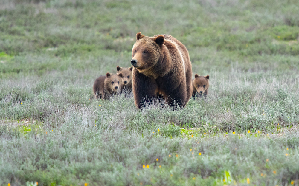 Grizzly 399 and Cubs 2020