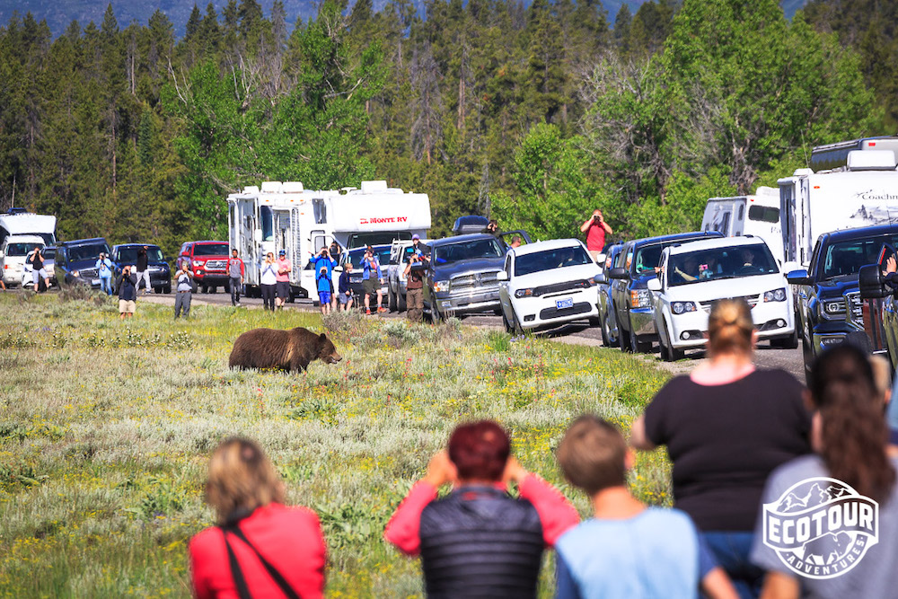 Grizzly Jam in Grand Teton National Park