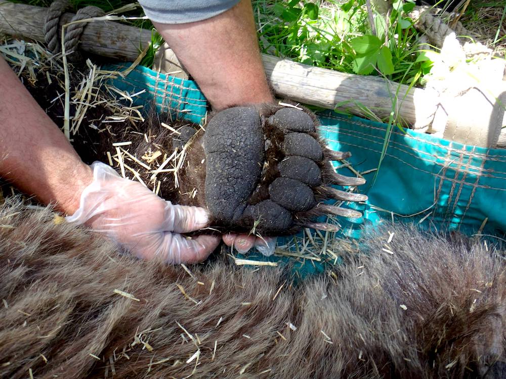 Grizzly Bear Paw Verlin Carlton Stephens