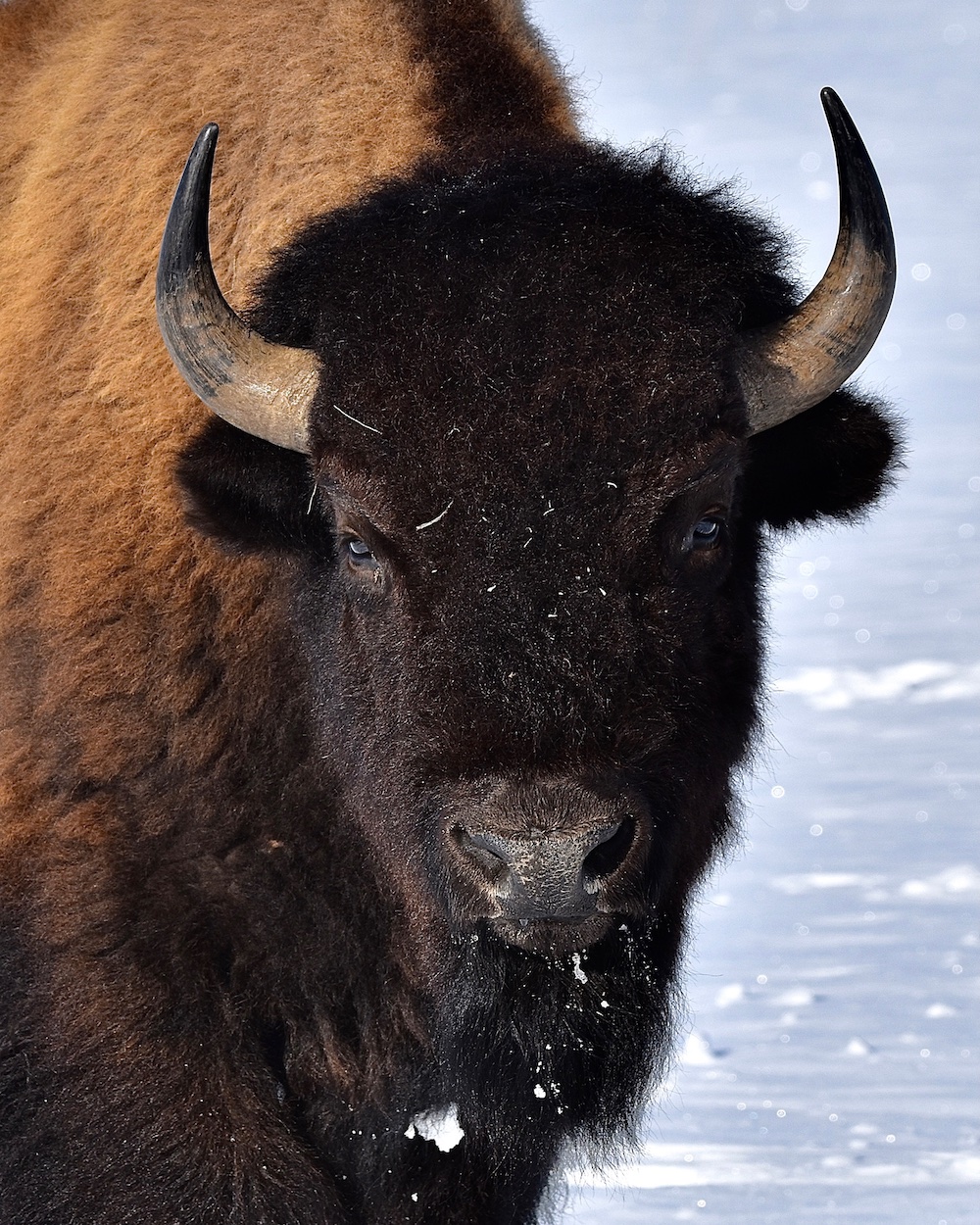 Ask A Naturalist How To Identify Male And Female Bison Eco Tour Adventures