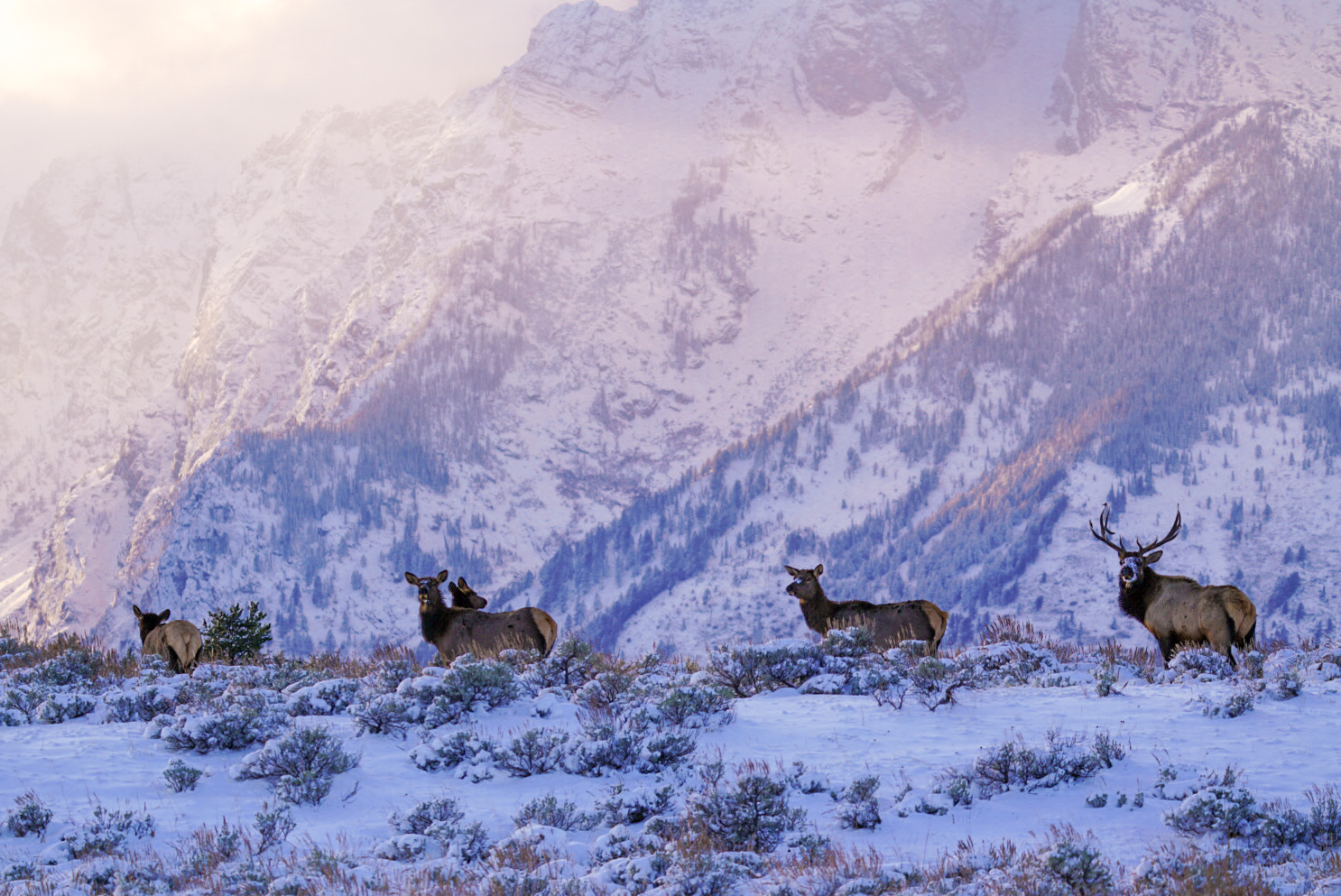 Late Fall Wildlife Watching in Jackson Hole: What not to miss in