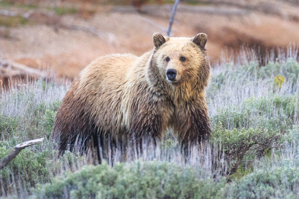 Full Day Guided Wildlife Tour in Grand Teton National Park