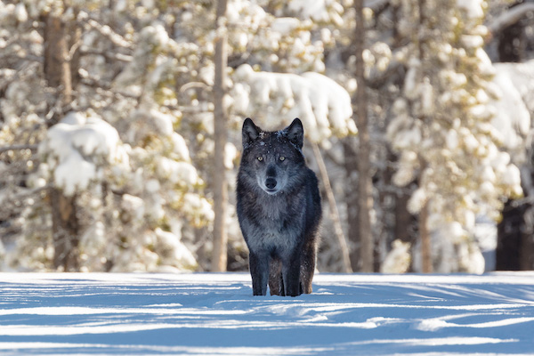 6 Day Wolves & Wildlife Adventure in Yellowstone National Park