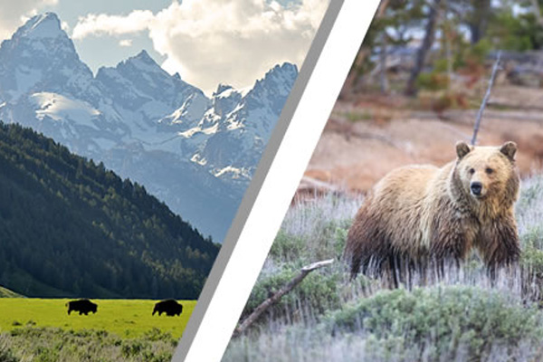 Customize a Guided Wildlife Adventure in Grand Teton & Yellowstone National Parks