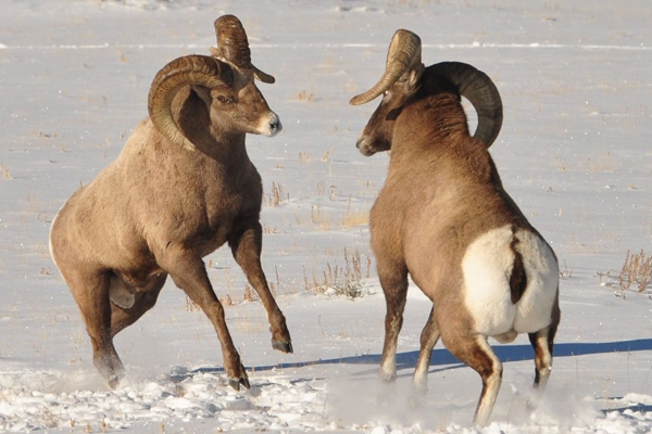 Half Day Guided Winter Wildlife Adventure in Grand Teton, Jackson Hole Wyoming